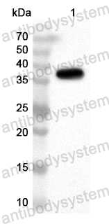 Anti-Human PLCXD2 Polyclonal Antibody