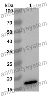 Anti-Human FABP9 Polyclonal Antibody