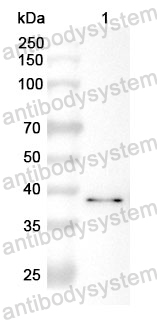 Anti-FUT2 Polyclonal Antibody