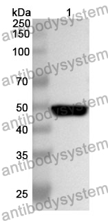 Anti-SCRN1 Polyclonal Antibody