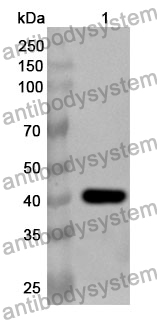 Anti-FOXO1 Polyclonal Antibody