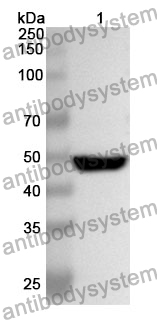 Anti-HYAL1 Polyclonal Antibody