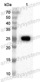 Anti-Human TFCP2 Polyclonal Antibody