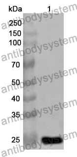 Anti-TRO Polyclonal Antibody