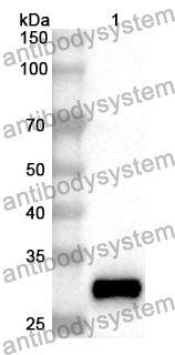 Anti-CDC20 Polyclonal Antibody