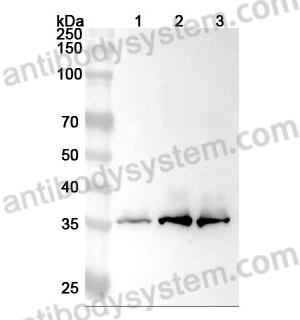 Anti-Human STX4 Polyclonal Antibody