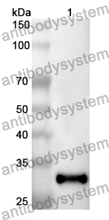 Anti-CNTN1 Polyclonal Antibody