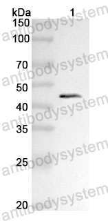 Anti-FAP Polyclonal Antibody