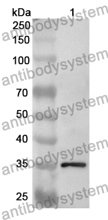 Anti-Human COX10 Polyclonal Antibody