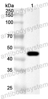 Anti-Human HYAL2 Polyclonal Antibody