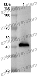 Anti-Human CD148/PTPRJ Polyclonal Antibody