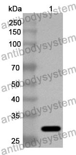 Anti-Human NAIP Polyclonal Antibody