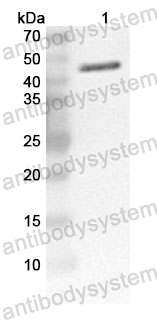 Anti-LpPLA2/PLA2G7/PAF-AH Polyclonal Antibody