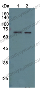 Anti-PRKAA1/AMPK alpha 1 Polyclonal Antibody