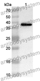 Anti-BAMBI Polyclonal Antibody