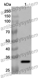 Anti-PAK1 Polyclonal Antibody