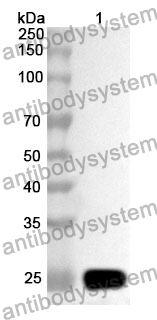 Anti-FADD Polyclonal Antibody