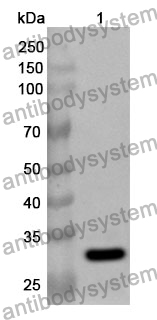 Anti-PAK2 Polyclonal Antibody