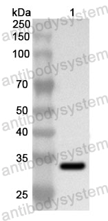 Anti-Human STK3 Polyclonal Antibody