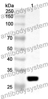 Anti-MMRN1 Polyclonal Antibody