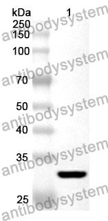 Anti-SELENBP1 Polyclonal Antibody