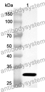 Anti-Human STX3 Polyclonal Antibody