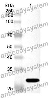 Anti-CD150/SLAMF1 Polyclonal Antibody