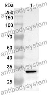 Anti-GPR17 Polyclonal Antibody