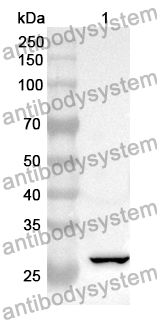 Anti-Human PABPC4 Polyclonal Antibody