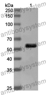 Anti-Human IFIT5 Polyclonal Antibody