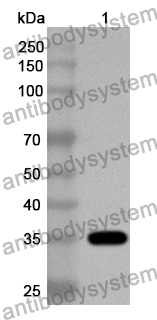 Anti-PTPRS Polyclonal Antibody