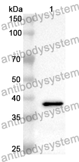 Anti-Human EIF3I Polyclonal Antibody