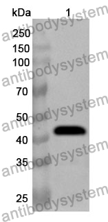 Anti-PLD1 Polyclonal Antibody