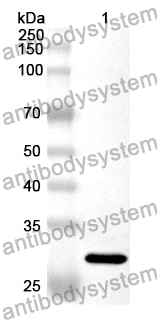 Anti-ADAM9 Polyclonal Antibody