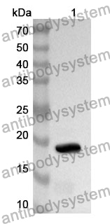 Anti-TOP3A Polyclonal Antibody