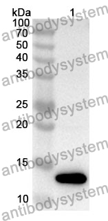 Anti-CD218a/IL18R1 Polyclonal Antibody