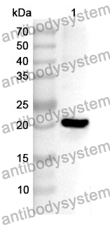 Anti-Human BIRC3 Polyclonal Antibody