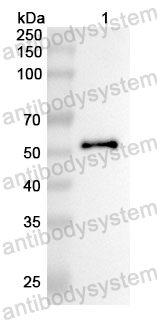 Anti-BIRC2 Polyclonal Antibody