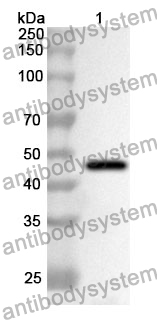 Anti-ASAH1 Polyclonal Antibody