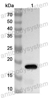 Anti-Human PIN1 Polyclonal Antibody