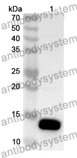 Anti-EIF4EBP1 Polyclonal Antibody