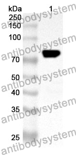 Anti-RIPK1 Polyclonal Antibody