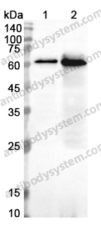 Anti-HDAC1 Polyclonal Antibody