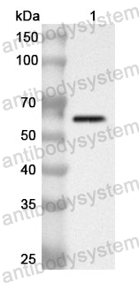 Anti-HDAC1 Polyclonal Antibody