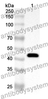 Anti-SEMA5A Polyclonal Antibody