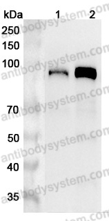 Anti-Human CUL4A Polyclonal Antibody