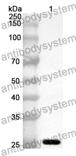 Anti-CDH18 Polyclonal Antibody