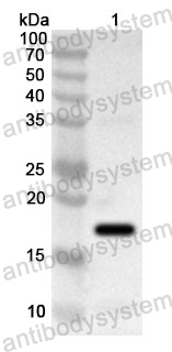 Anti-Human HTR4 Polyclonal Antibody