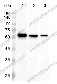 Anti-CDw210a/IL10RA Polyclonal Antibody