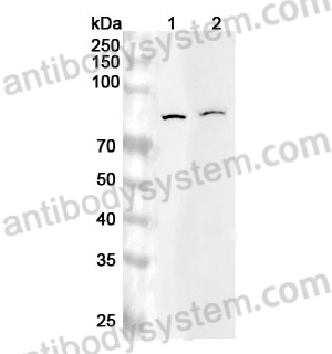 Anti-Human MOGS Polyclonal Antibody